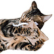 CanadianCat Company Catnip Knuffelkussen beige CanadianCat Company Catnip Knuffelkussen beige