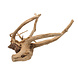 EBI Driftwood Gepolijst Hout uit Azië EBI Driftwood Gepolijst Hout uit Azië
