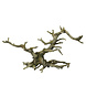 Aqua Della Bonsai Zonder Blaadjes Aqua Della Bonsai Zonder Blaadjes