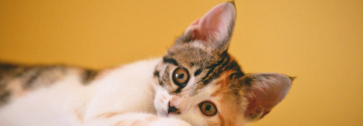 Dit zijn de vier meestgestelde vragen over een dierverzekering