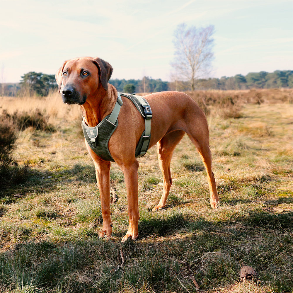 Duvo+ Ultimate Fit No-Pull Harnas Green