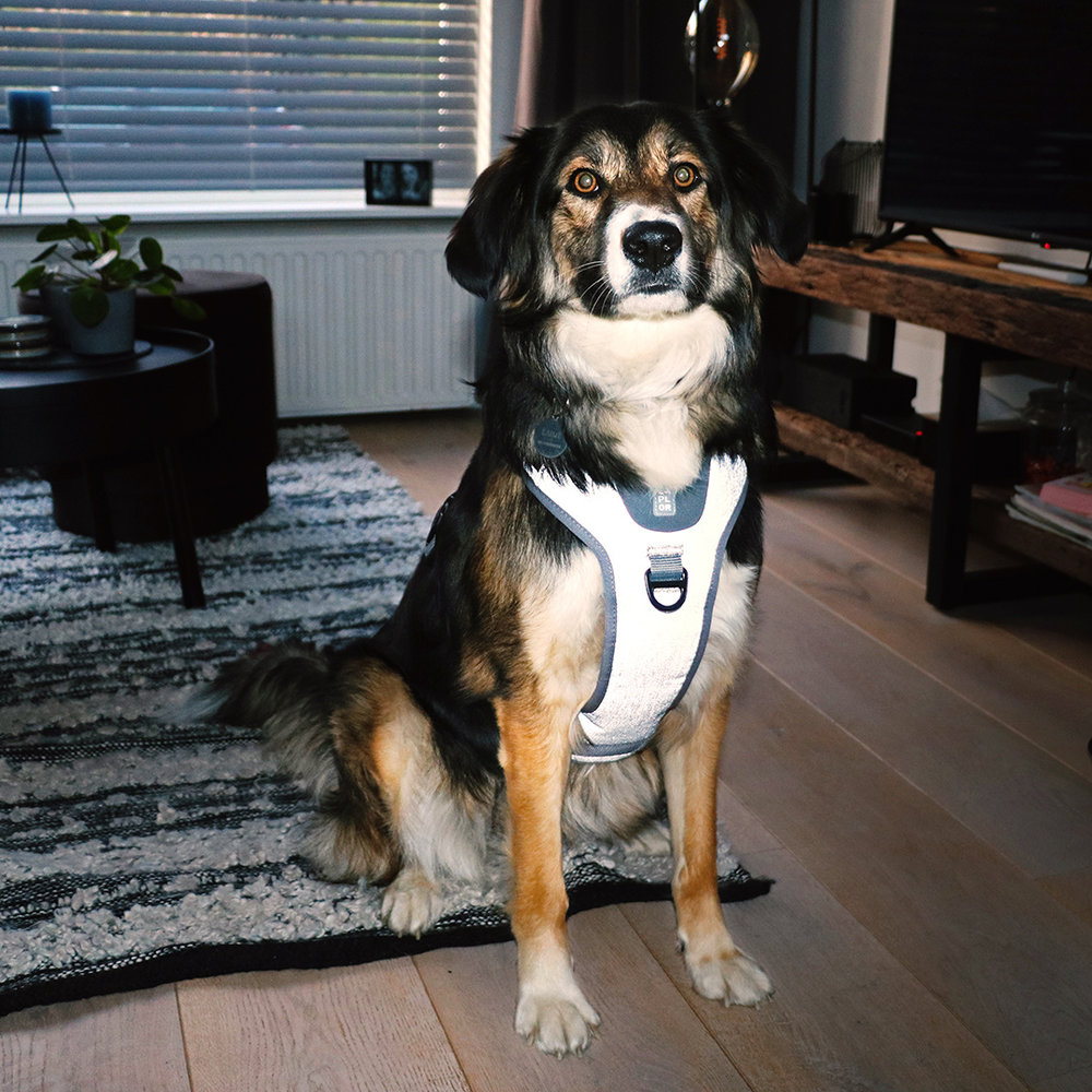 Duvo+ Ultimate Fit No-Pull Harnas grey