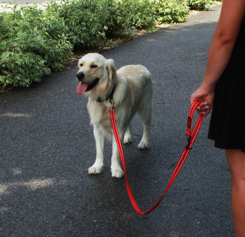 KONG Verstelbare Hondenriem zwart