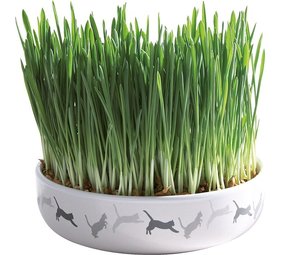 Trixie Keramische Schaal met Kattengras Zaad Trixie Keramische Schaal met Kattengras Zaad