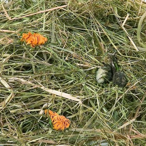 Flamingo Berghooi Paardenbloem 500 Gram