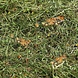 Flamingo Berghooi Tarwe & Mais 500 Gram Flamingo Berghooi Tarwe & Mais 500 Gram