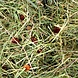 Flamingo Berghooi Rozenbottel 500 Gram Flamingo Berghooi Rozenbottel 500 Gram