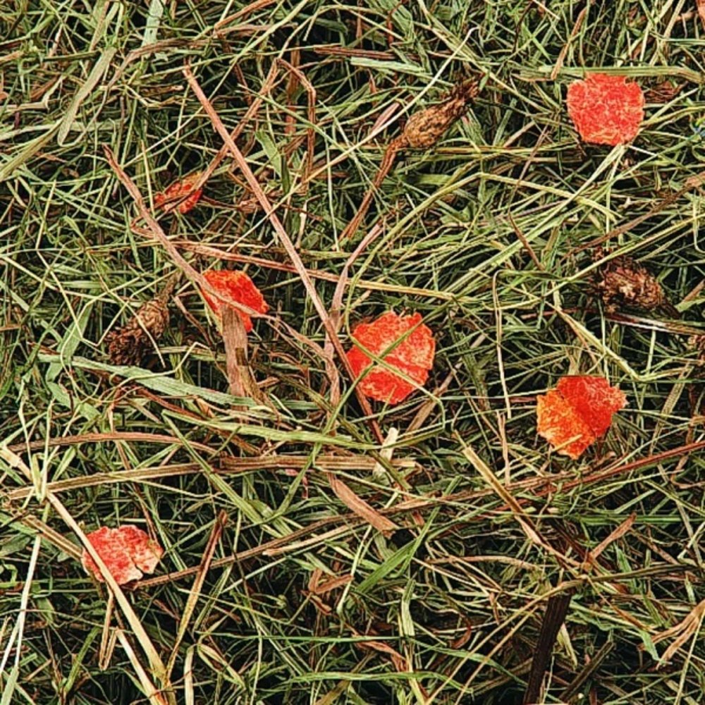 Flamingo Berghooi Wortel 500 Gram