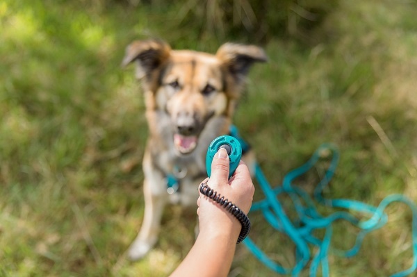 Clicker Hond | Zo werkt het