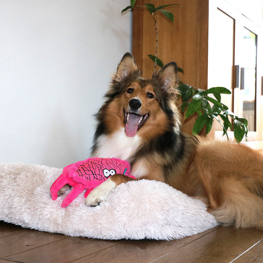 Coockoo Hermit Hondenspeelgoed