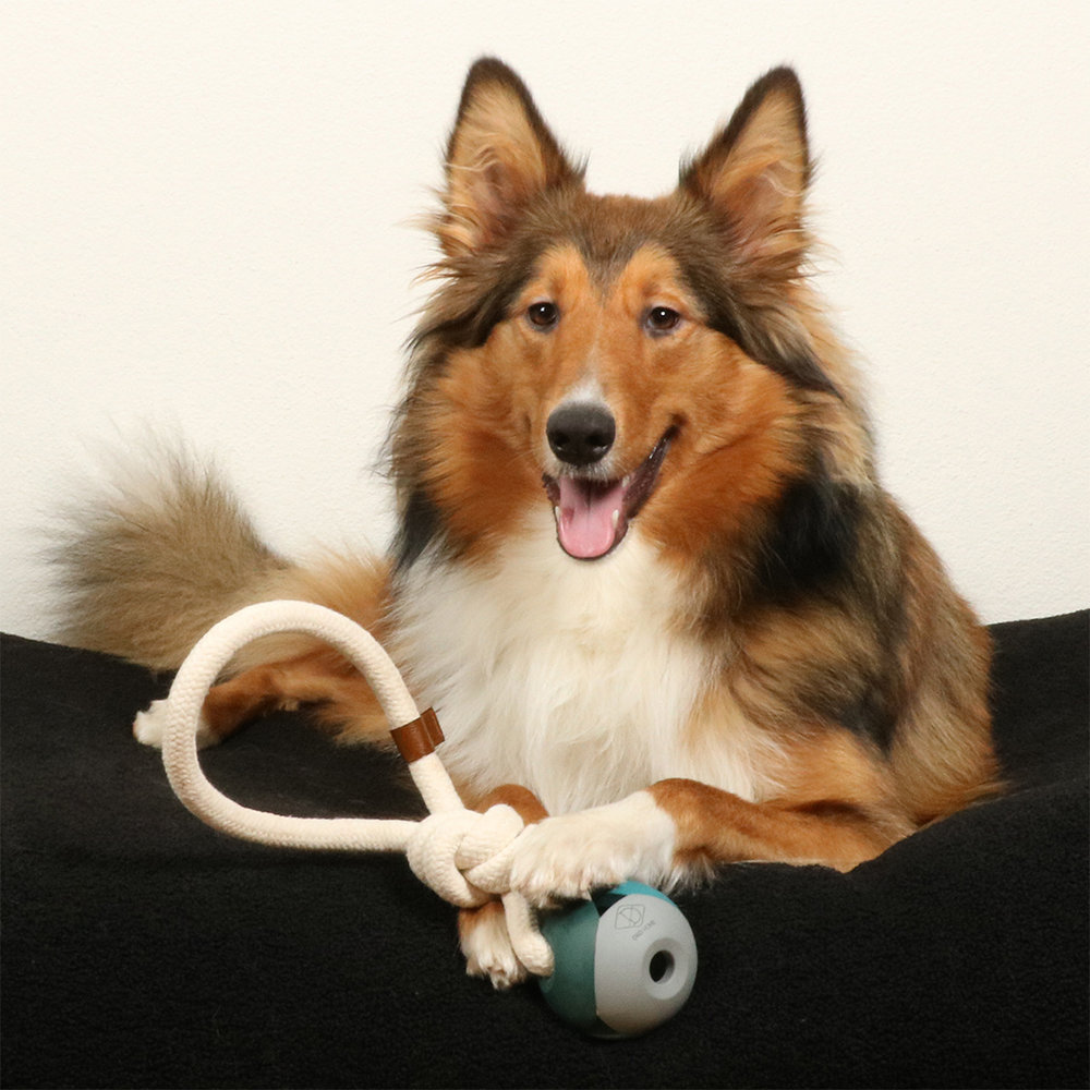 D&D Nora Lagoon Hondenspeeltje