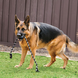 KONG Extreme Ball met Touw KONG Extreme Ball met Touw