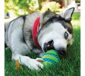 KONG Squeezz Goomz Ball KONG Squeezz Goomz Ball