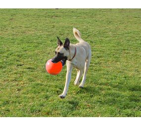 Jolly Pets Bounce 'n Play Jolly Pets Bounce 'n Play