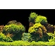 AquaNova Foto achterwand Rots/Planten AquaNova Foto achterwand Rots/Planten