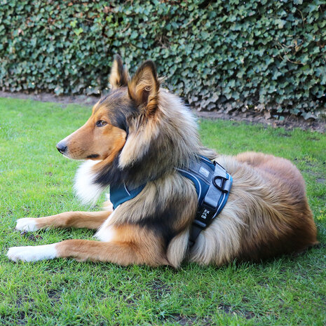 Duvo+ Ultimate Fit No-Pull Harnas petrol blue