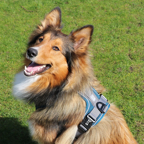 Duvo+ Ultimate Fit No-Pull Harnas petrol blue