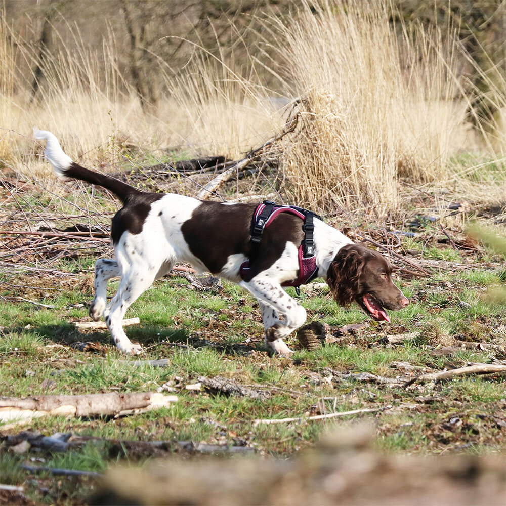 Duvo+ Ultimate Fit No-Pull Harnas plum purple