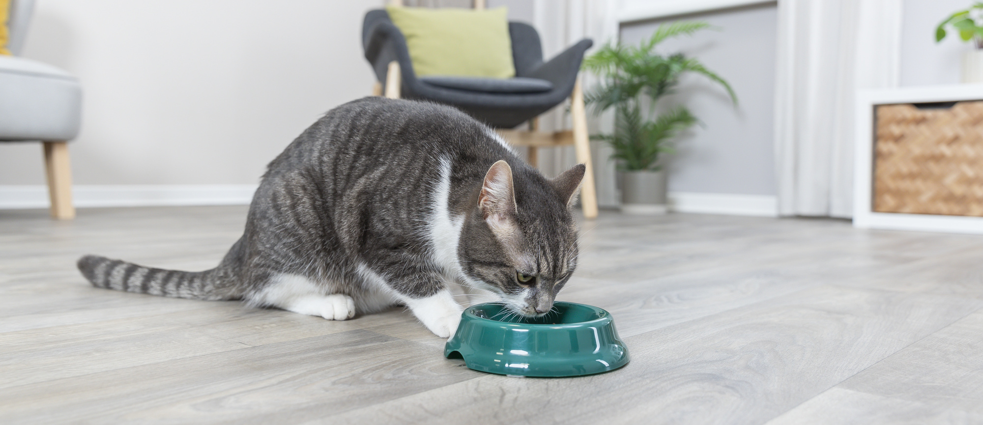 Hoeveel voerbakken voor 2 katten?