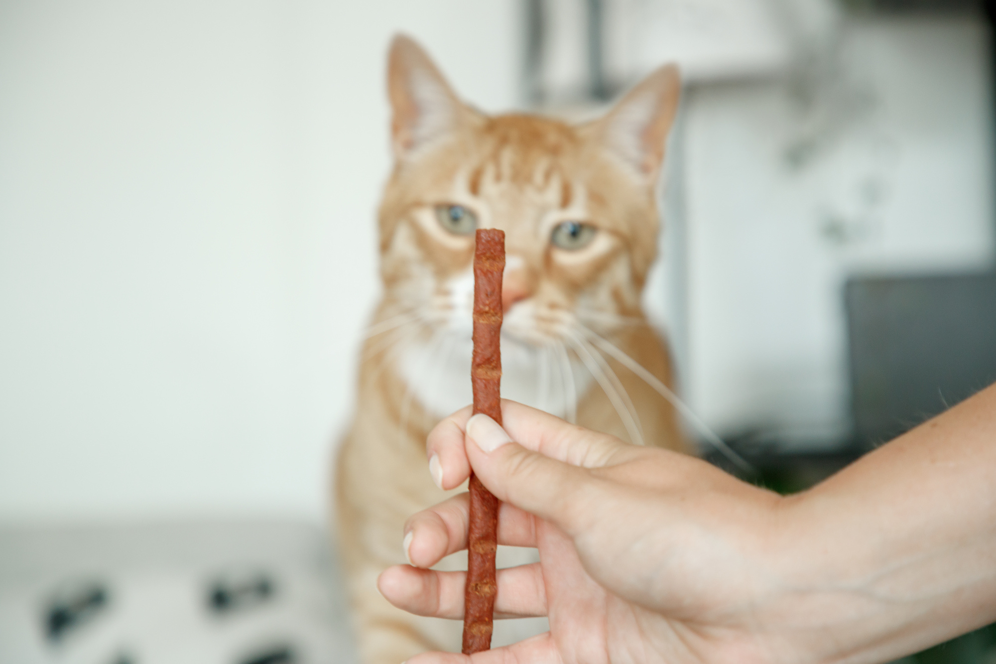 Hoeveel kattensnoepjes mag een kat?