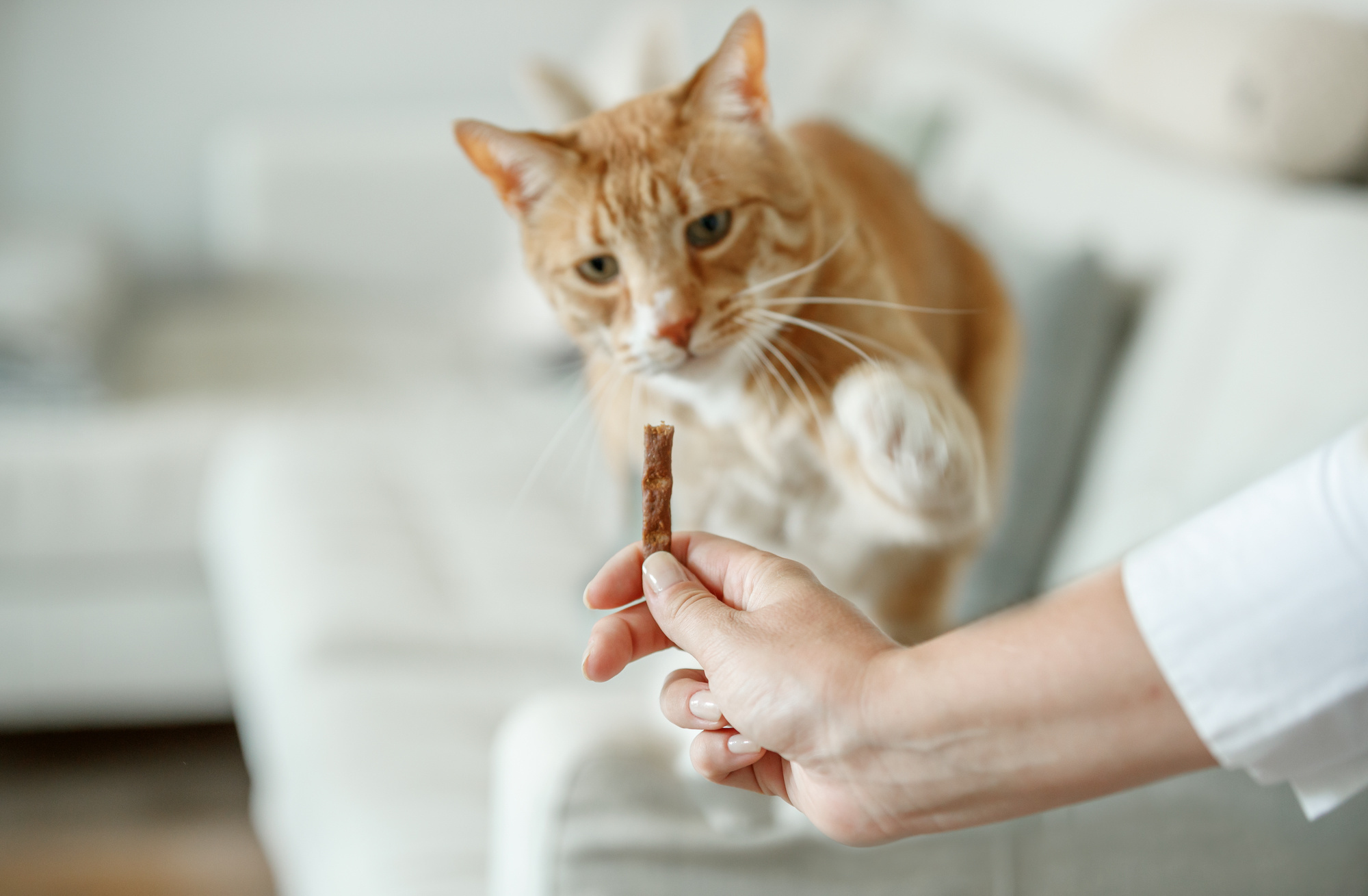 Wat vinden katten onweerstaanbaar lekker?