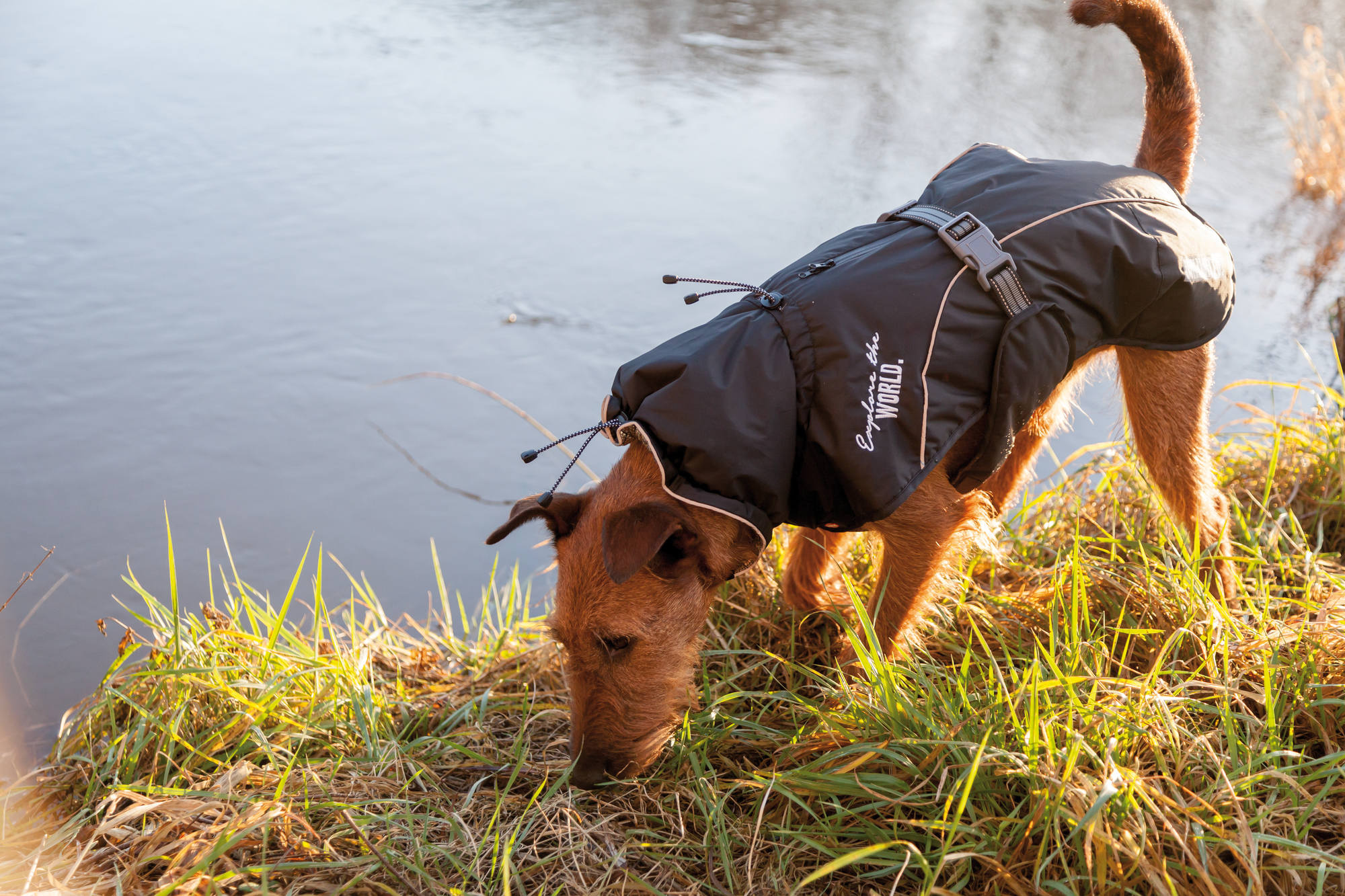 De Voordelen van een Hondenjas:  Blijf Warm en Stijlvol
