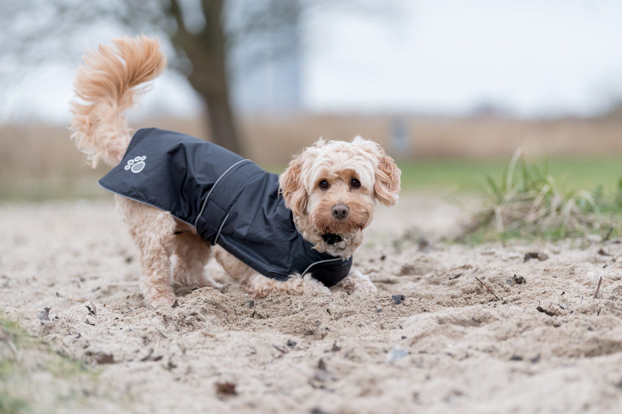 Welke honden hebben een jas nodig?