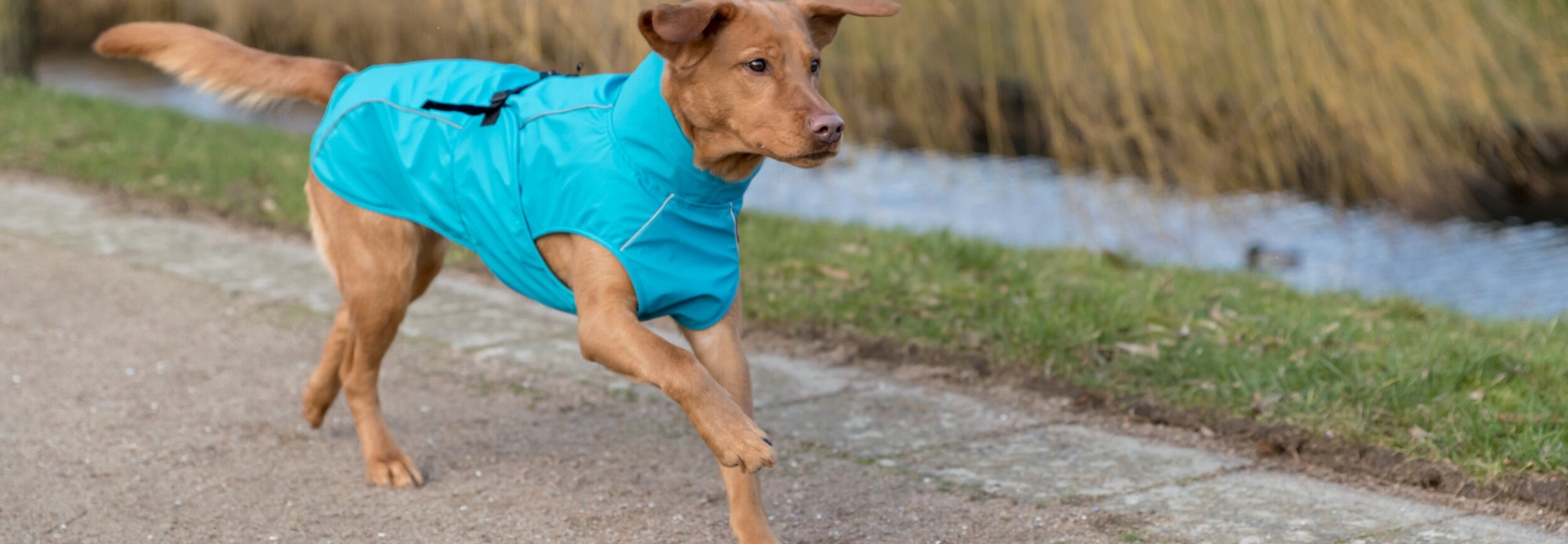 Wat is een goede hondenjas? - Pets Gifts
