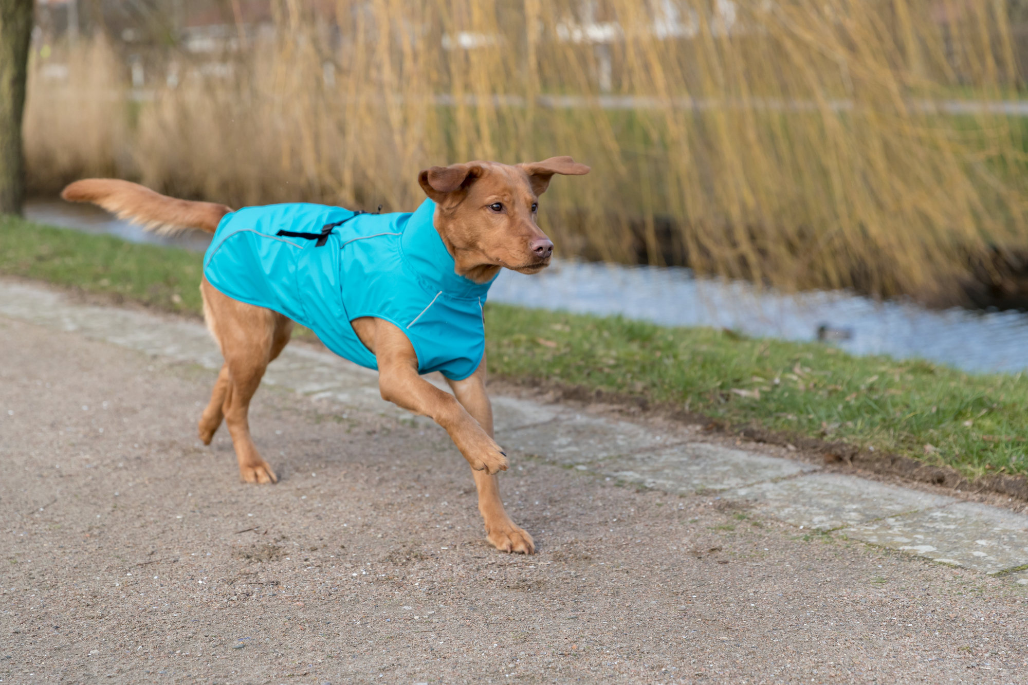 Wat is een goede hondenjas?