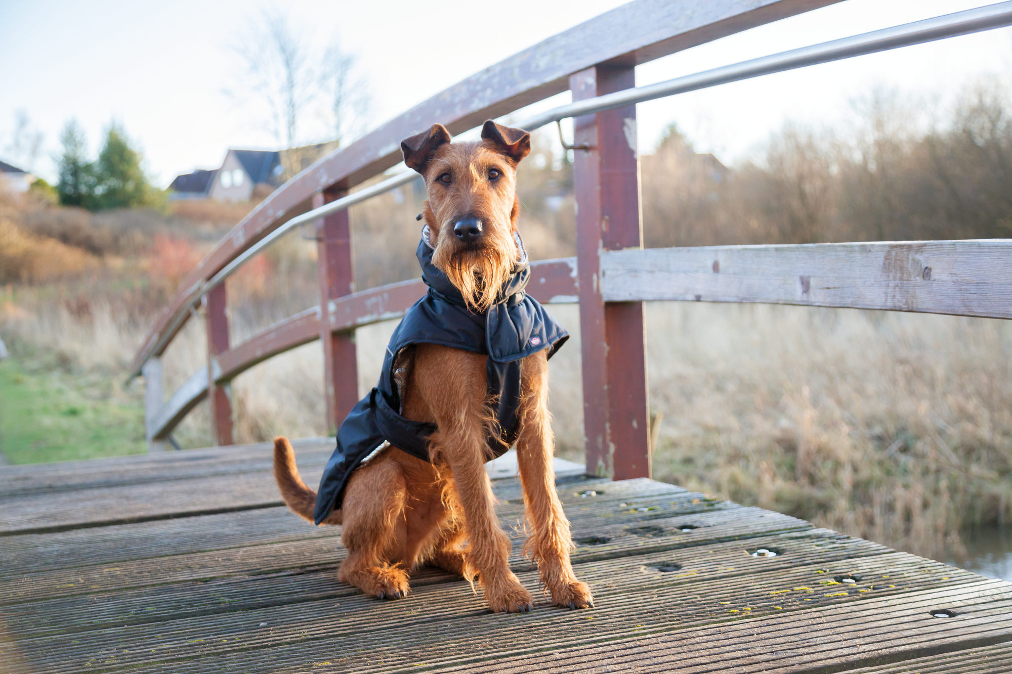 Hebben honden een winterjas nodig?