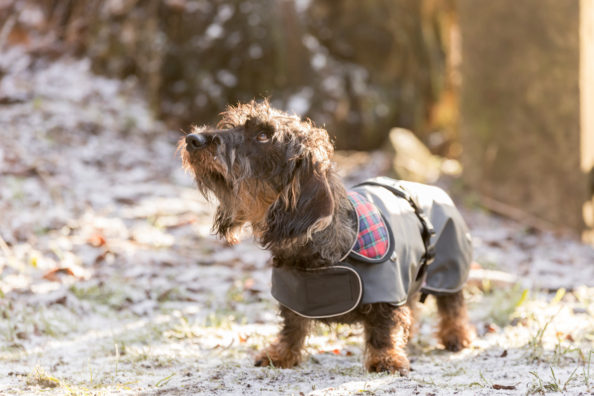 Is hondenkleding nodig?