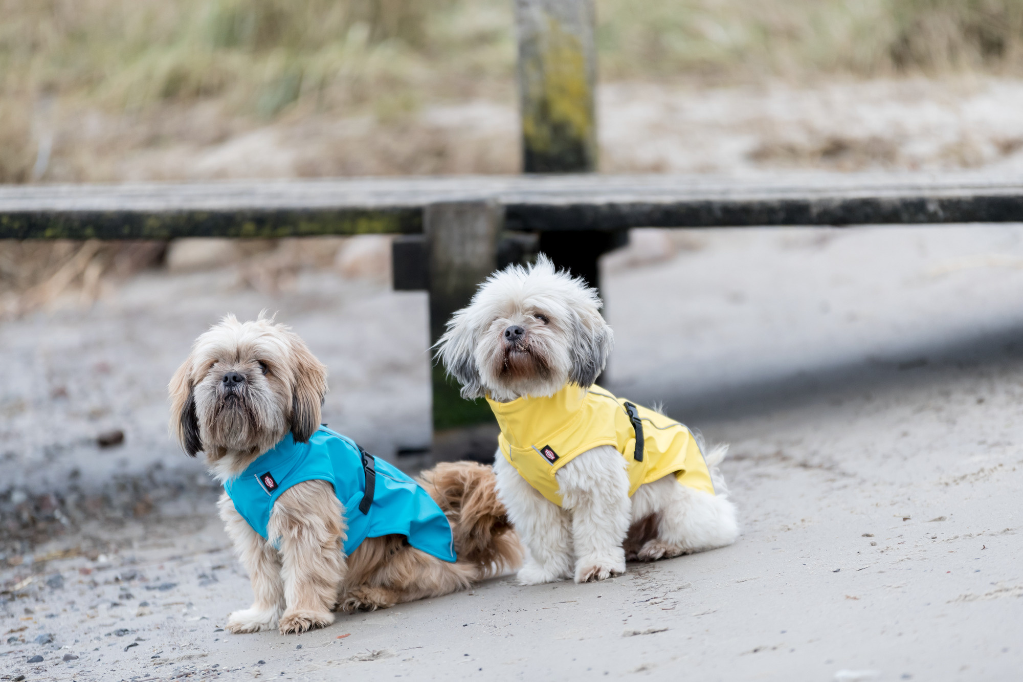 Is een regenjas nodig voor een hond?