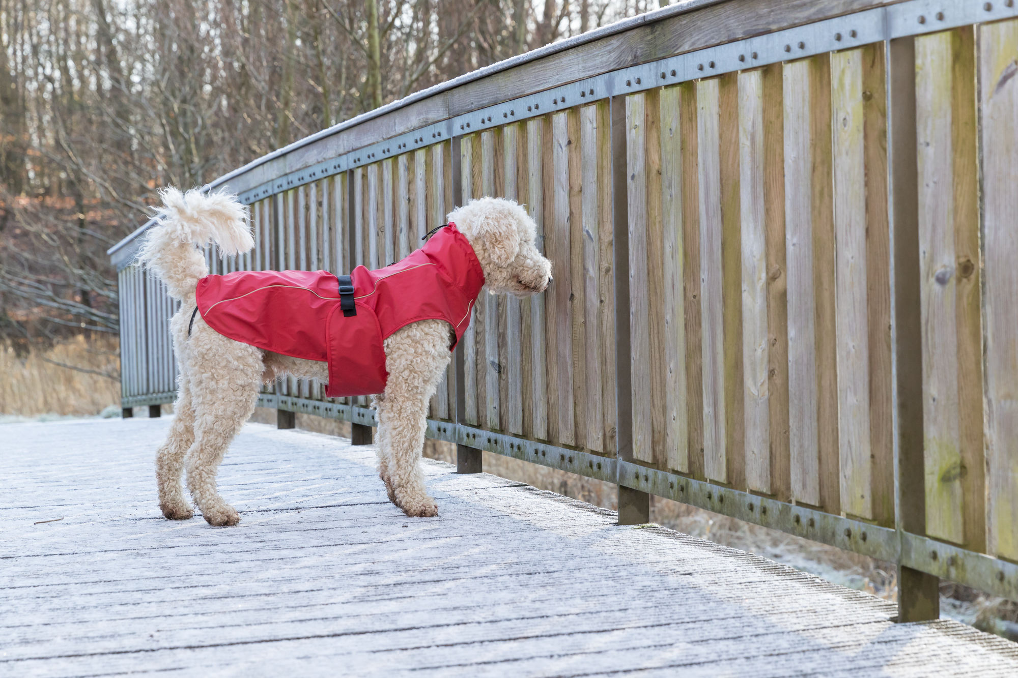 Welke temperatuur hond jas aan?