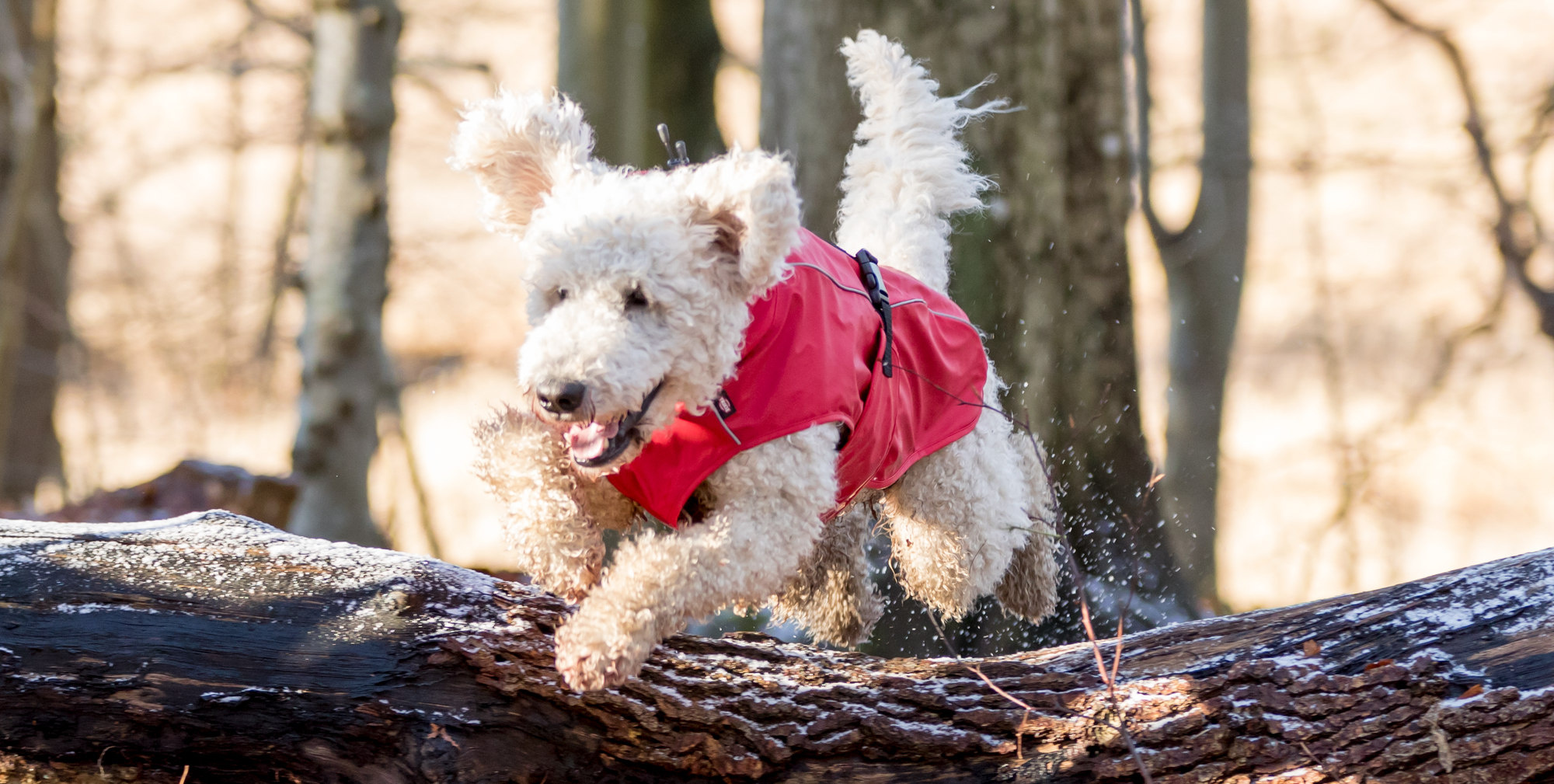Heeft een hond een jas nodig?