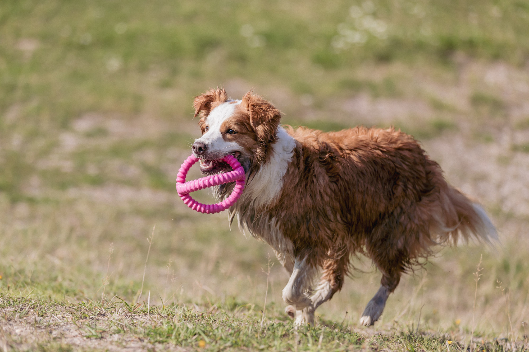 Heeft een hond speelgoed nodig?