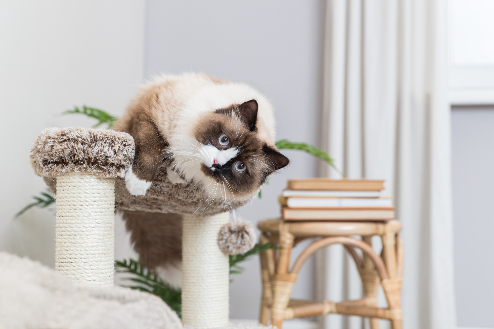 Kan je krabpaal tweedehands kopen?