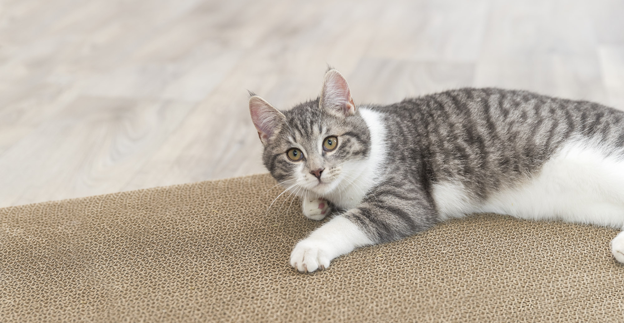 Hoe maak ik de krabpaal aantrekkelijk?