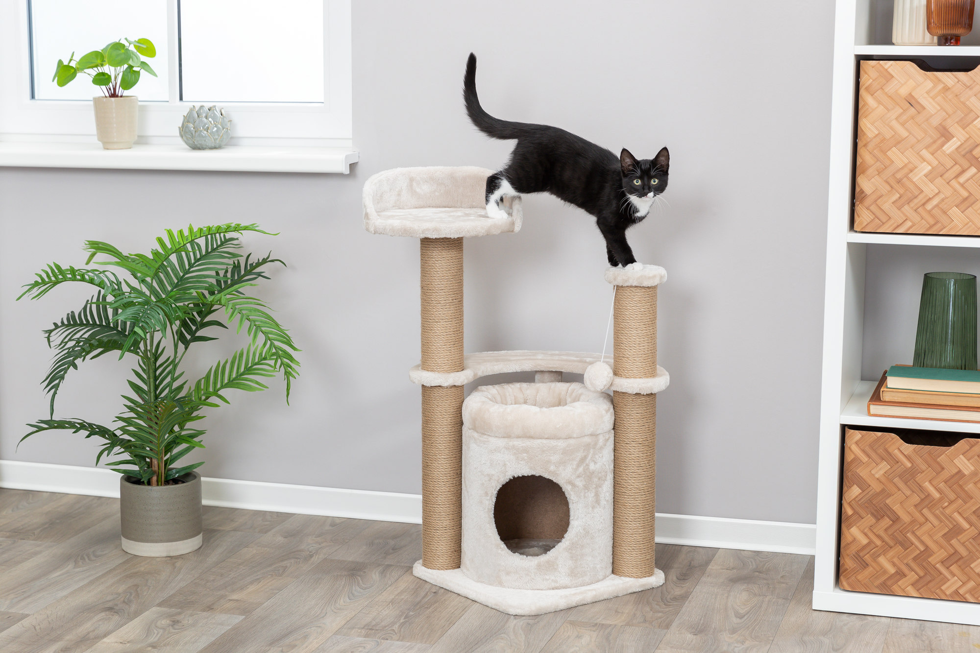 Hoe leer je een kat af om te krabben?