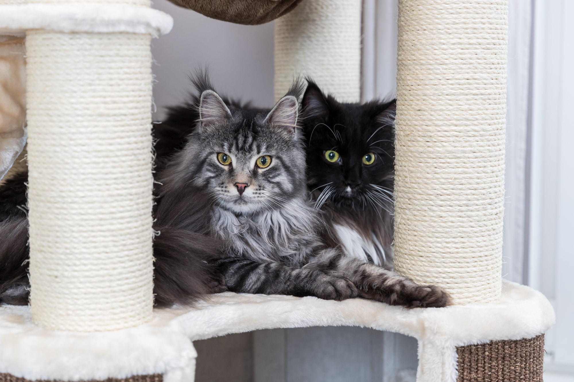 Hoe laat je een kat wennen aan een nieuwe krabpaal? Pets Gifts