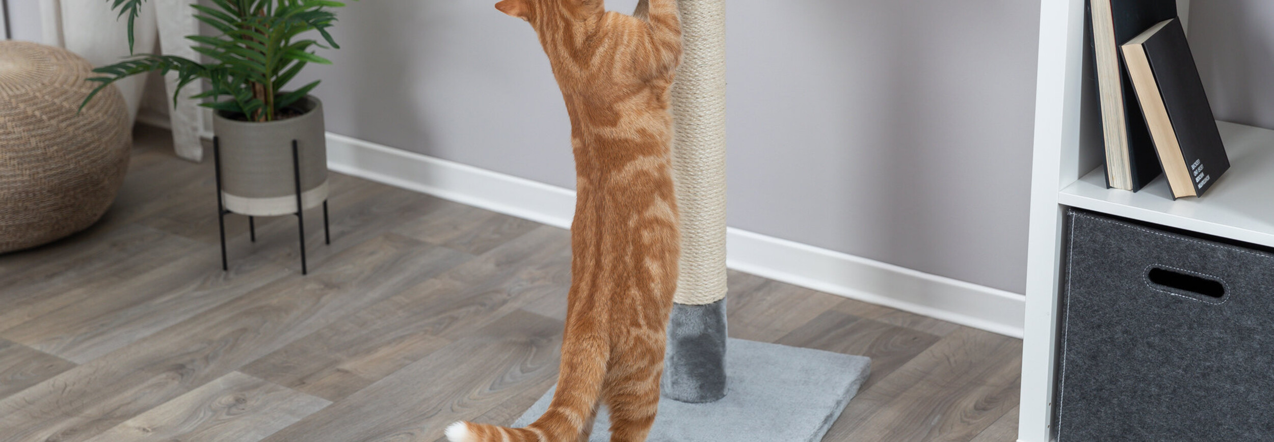 Hoe voorkom je dat katten aan meubels krabben? - Pets Gifts