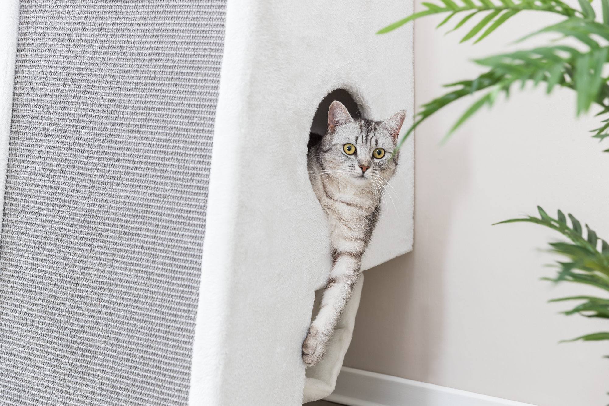 Welke stof voor krabpaal?