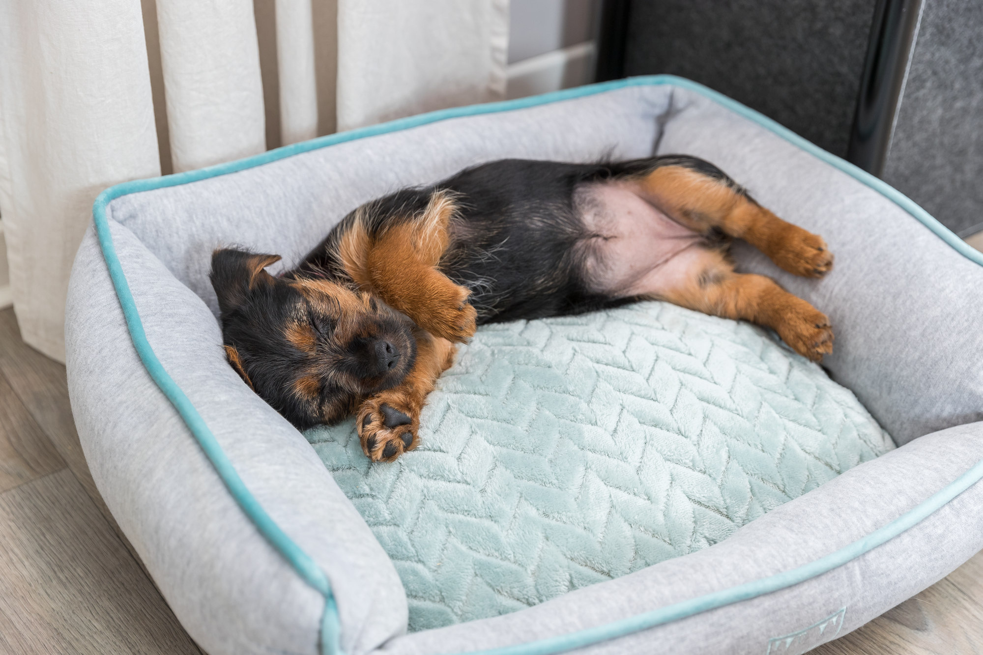 Hoe kies je de juiste hondenmand?