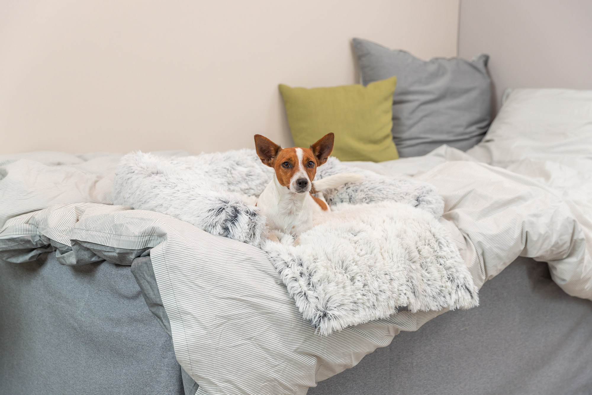 Wat is een fijne hondenmand?