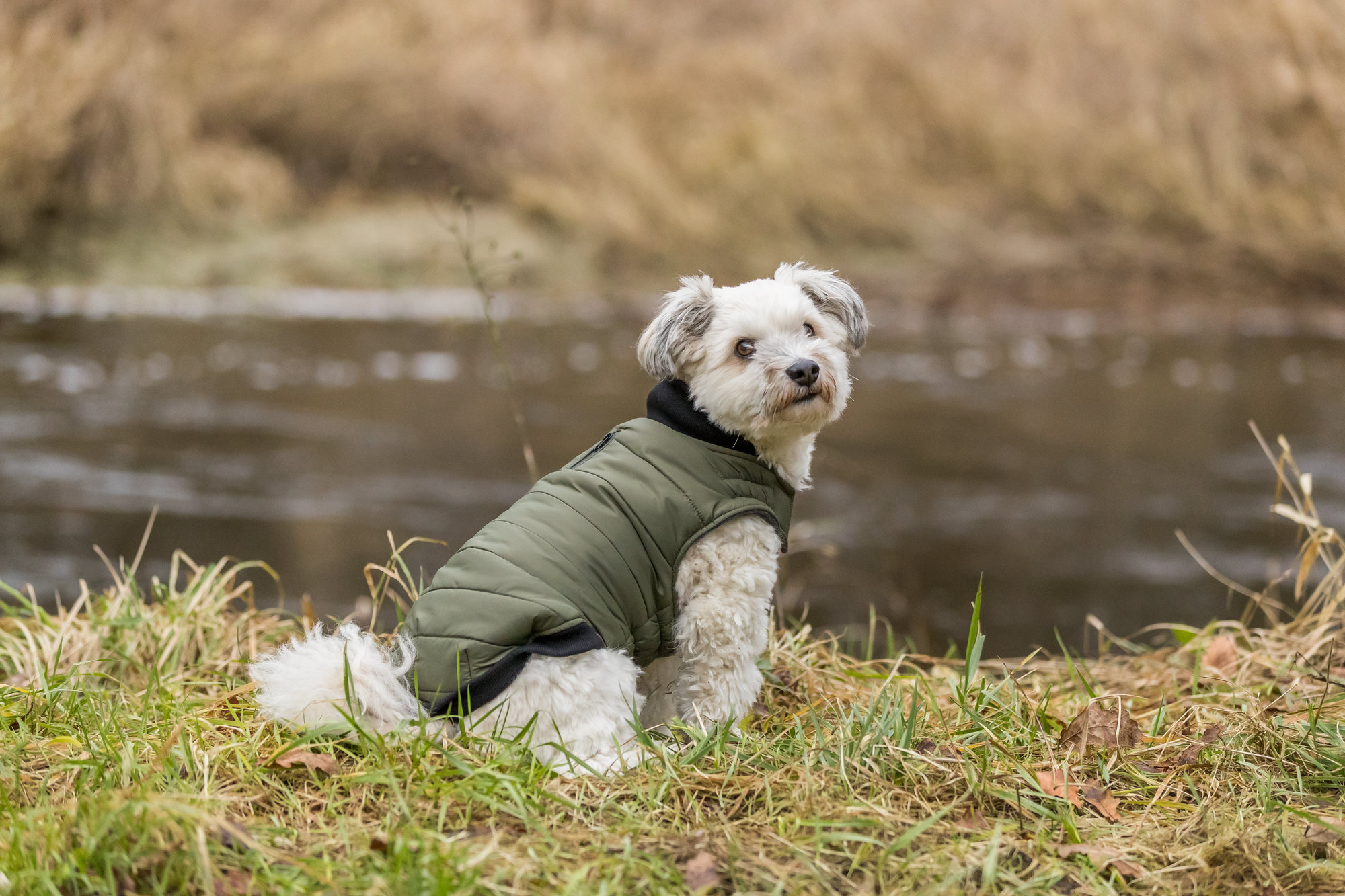 De Top 10 Stijlvolle Hondenjassen voor het Winterseizoen: De Top 10 Stijlvolle Hondenjassen voor het Winterseizoen: