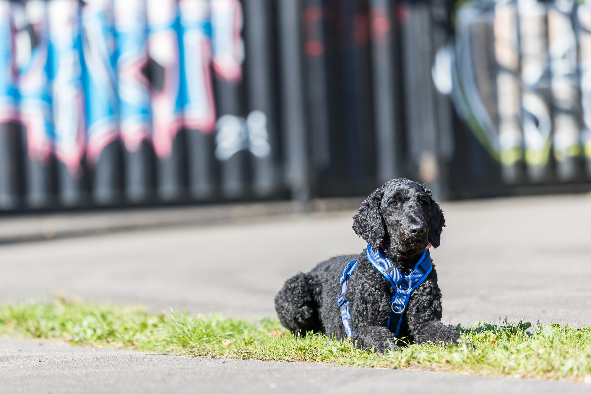 Wat zijn de beste Hondentuigen?
