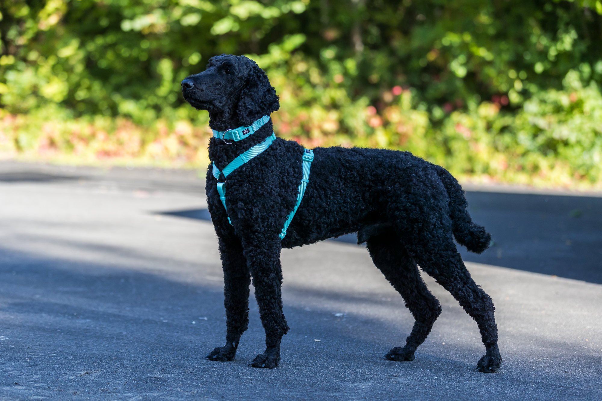 Wat is een hondentuig?