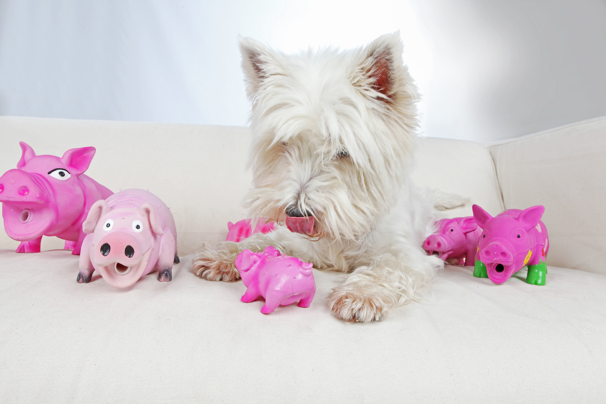 Waarom begraven honden speeltjes?