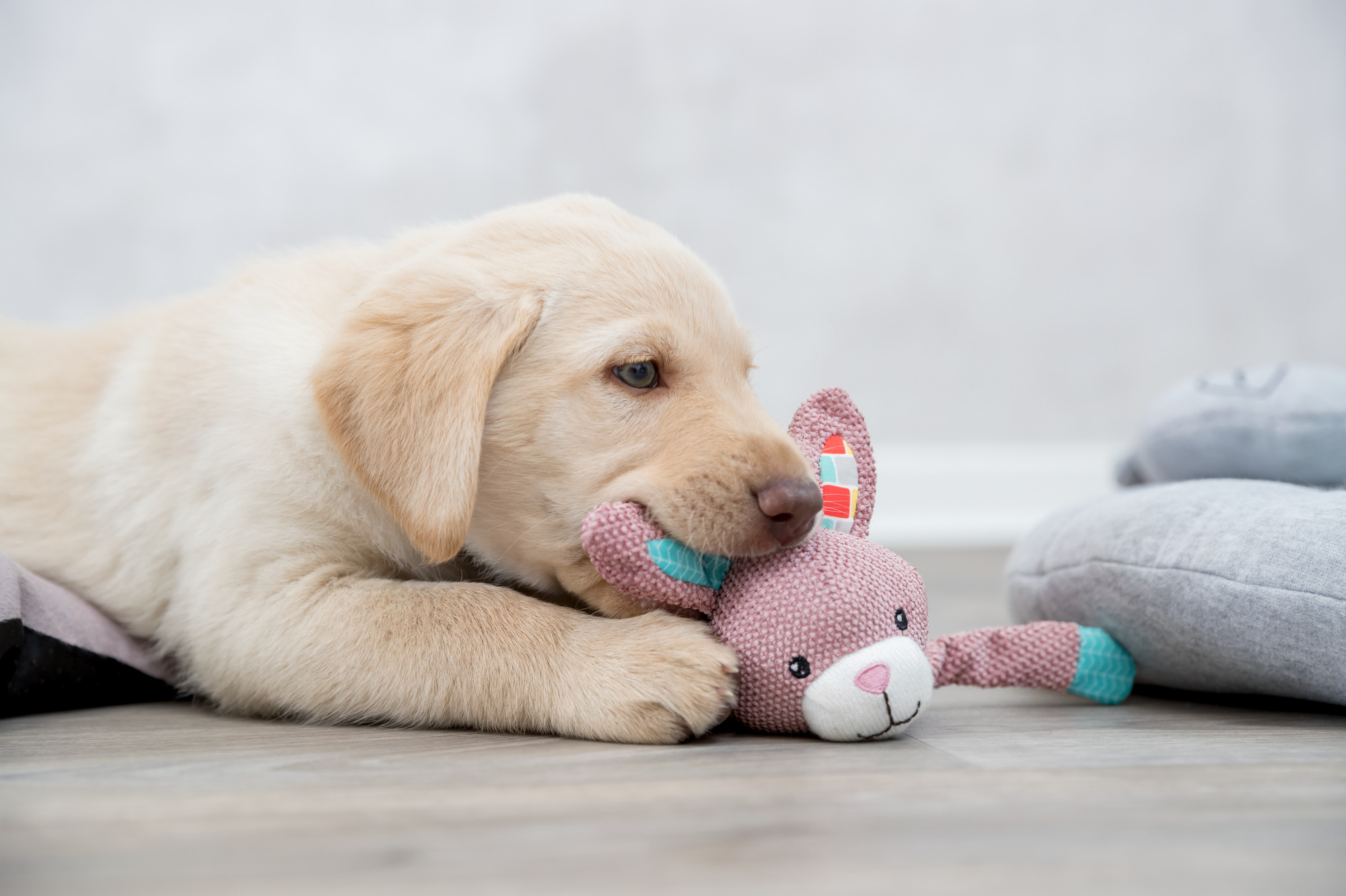 Waarom ligt hond met knuffel in bek?