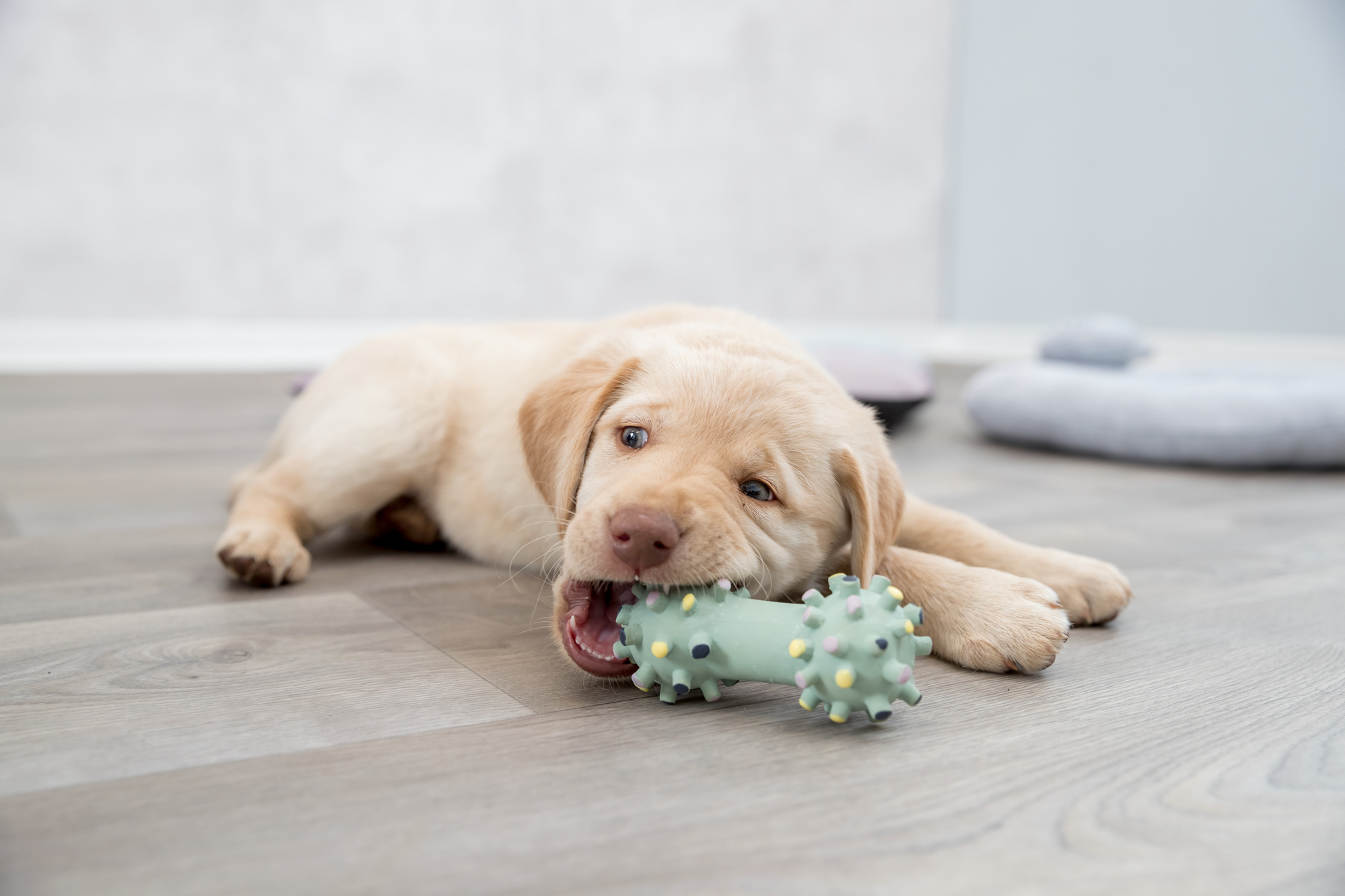 Waar kan een hond zelf mee spelen?