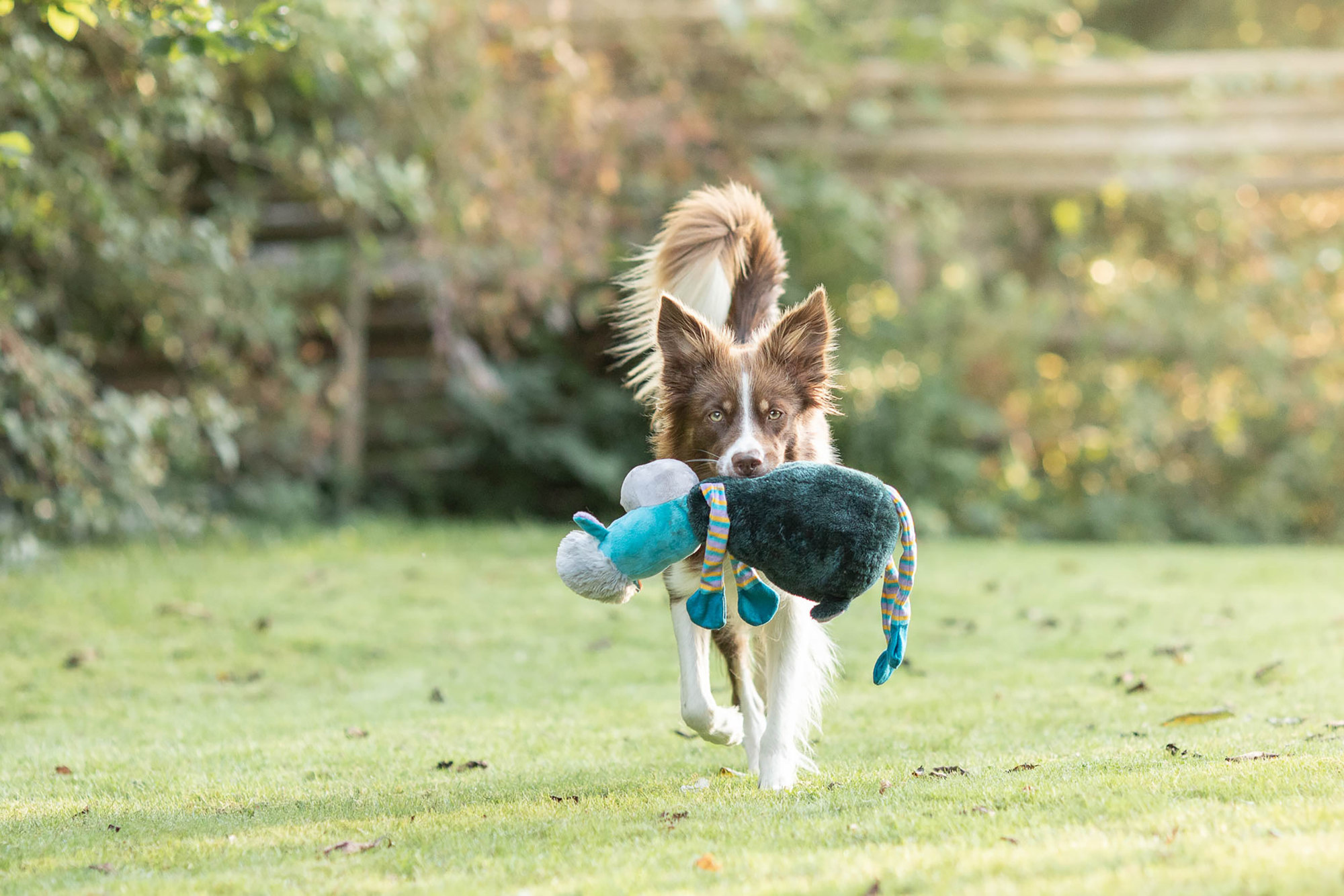 Hoe maak je een hond mentaal moe?